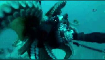 Dev ahtapot dalgıçla güreşti