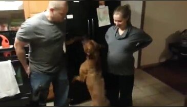 Köpeğin hamile kadına yaptıkları izlenme rekorları kırdı!