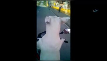 Köpek direksiyona geçerse