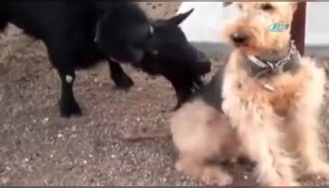 Dünyanın en umursamaz köpeği