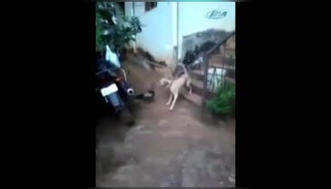 Horoz köpeğe kafa tutarsa