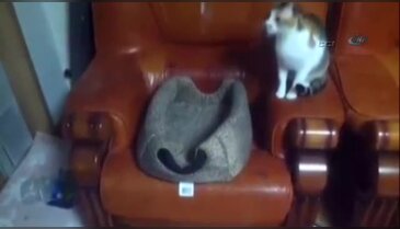 Kedi kediyi oltaya getirdi