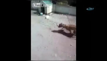 Pitbull ile şaka olmaz
