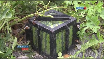Japonların yeni icadı
