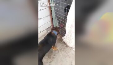 Kuş çalmak için girdi ama bir şeyi göz ardı etti