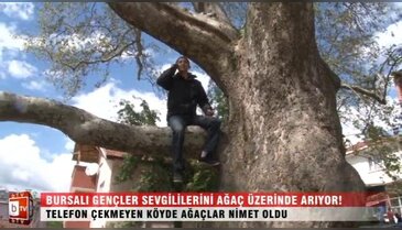 Bursalı gençler sevgililerini ağaçta arıyor! ÖZEL HABER
