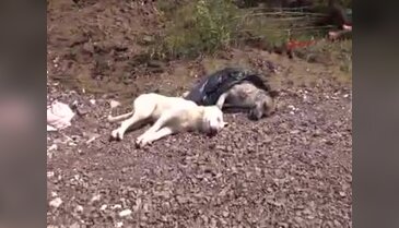 5 köpek öldürüldü