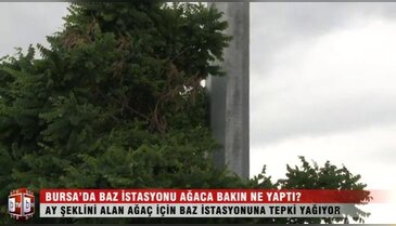 Bursa'da baz istasyonu ağaca bakın ne yaptı? ÖZEL HABER