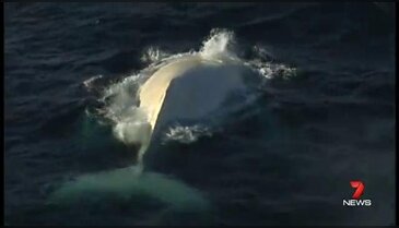 Albino balina bulundu