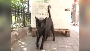 Anne kedi olay yerinde ölen yavrularını arıyor...