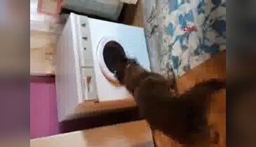 Yalova'da 3.5 Kg bonzai ele geçirildi