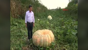 Tam 450 kilo