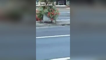 Polis iki köpeği öldürdü