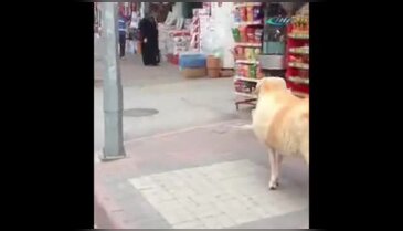 Köpek kaçtı, koç kovaladı