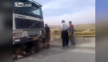 Kamyon koyun sürüsünün arasında daldı