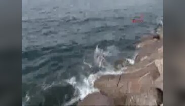 Yavru yunus kıyıya vurdu