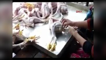Şişirilmiş piliçler dehşete düşürdü