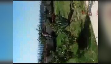 Bursa'da köpek cinayeti