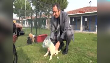 Kulakları kesilen köpeğe ameliyat