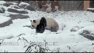 Kar gören pandanın sevinci