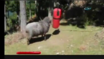 Koç değil sanki boksör!