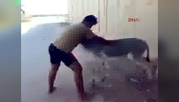 +18 Yavru eşeğe işkence!
