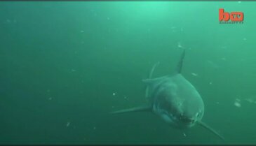 4 metrelik jaws böyle saldırdı