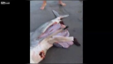 Ölen köpekbalığının içinden çıkanlar şok etti