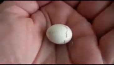 Kuşun yumurtadan çıkma anı