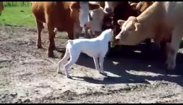 Hayatlarında ilk kez köpek gören inekler
