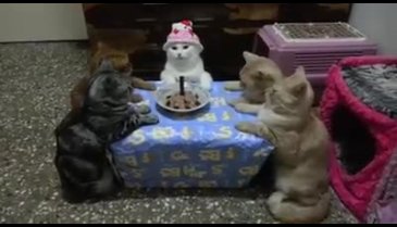 Doğum günü kutlayan kediler