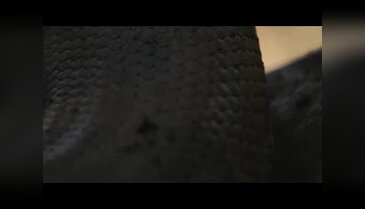 Dev yılan adamı böyle yuttu