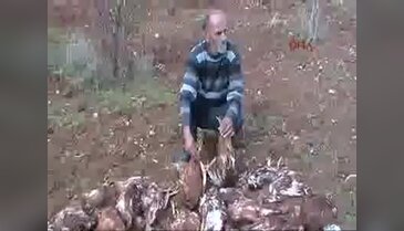 30 tavuğu köpekler parçaladı