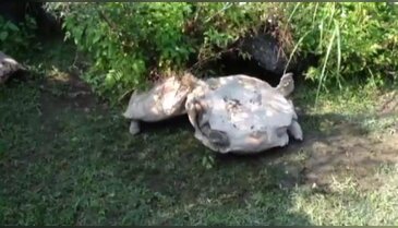 Ninja olmasa da arkadaşını kurtardı