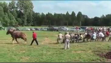 Beygir gücü nedir?
