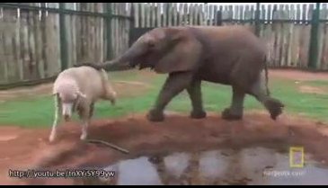 Hayvanların dostlukları...