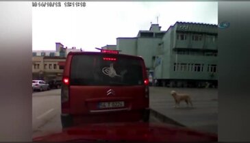 Köpek yolcu olursa