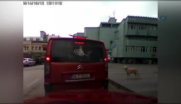 Sokak köpeği dolmuşa binerse