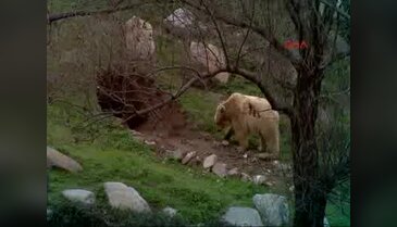 Kış uykusuna yatmak için in kazdı