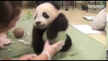 Sevimlilik rekoru kıran panda
