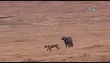 Kim kazanacak: Aslan mı bufalo mu ?