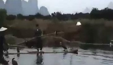 Çinlilerin ilginç balık yakalama yöntemi