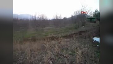 Fareler açlıktan fidanlara saldırdı