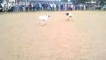 Keçi dövüşleri