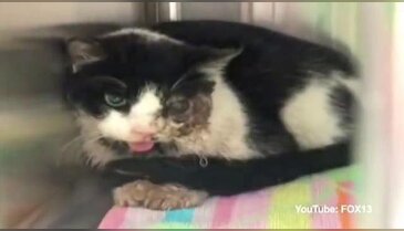 Zombi kedi mezarından çıkıp evine döndü