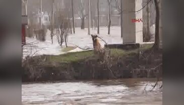 Edirne'de köpekler suda mahsur kaldı
