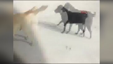Hepsi sokağa terk edilmiş!
