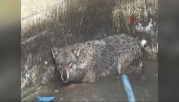 Aç kurt alabalık havuzuna girince mahsur kaldı