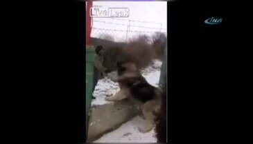 Aslan değil köpek