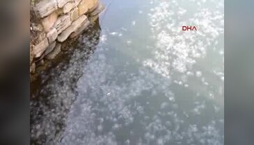 Denizanası istilası